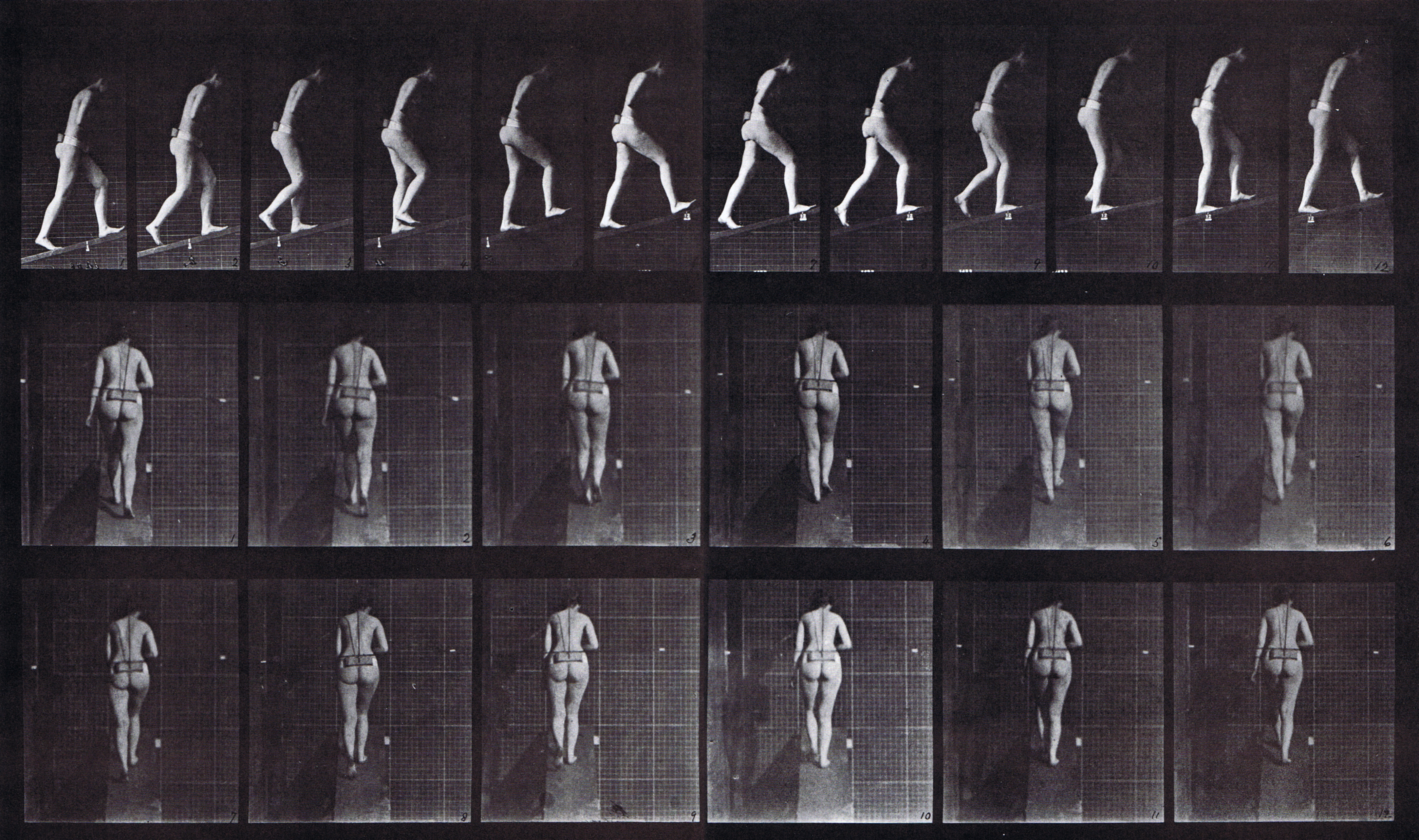 large profile and rear views of nude female ascending an incline, looping walkcycle animation reference using muybridge plate 79 from animal locomotion