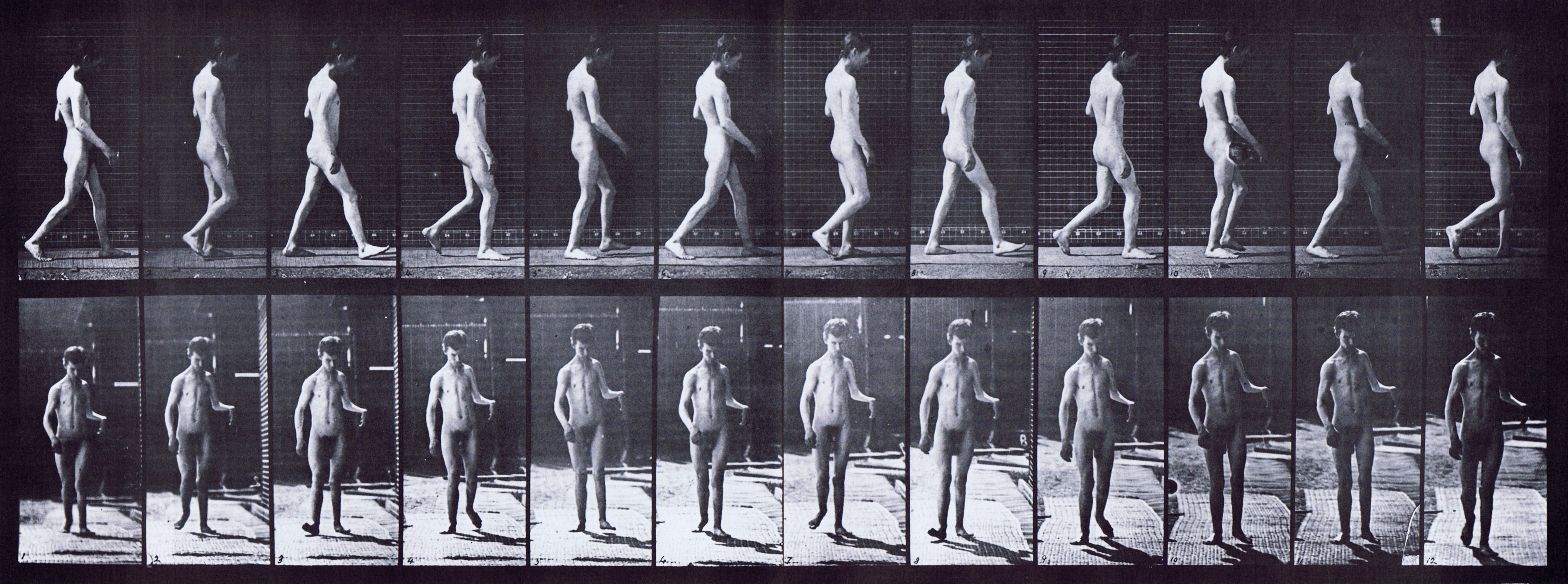 large profile and front views of nude male with epilepsy looping walkcycle animation reference using muybridge plate 551 from animal locomotion