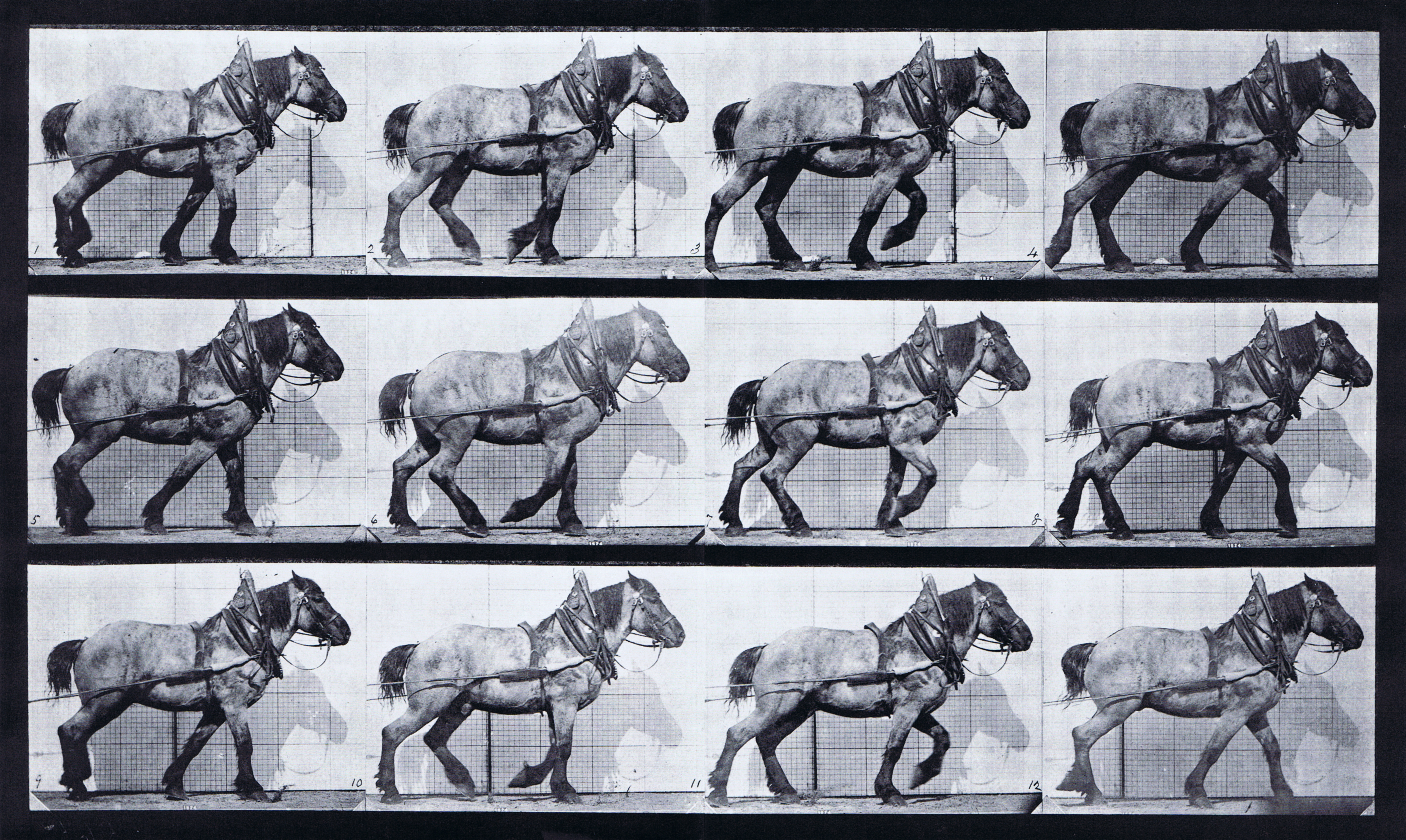 large profile view of horse hauling animation reference using muybridge plate 565 from animal locomotion
