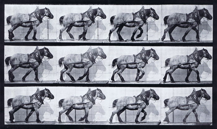 Profile view of horse hauling animation reference using muybridge plate 565 from animal locomotion