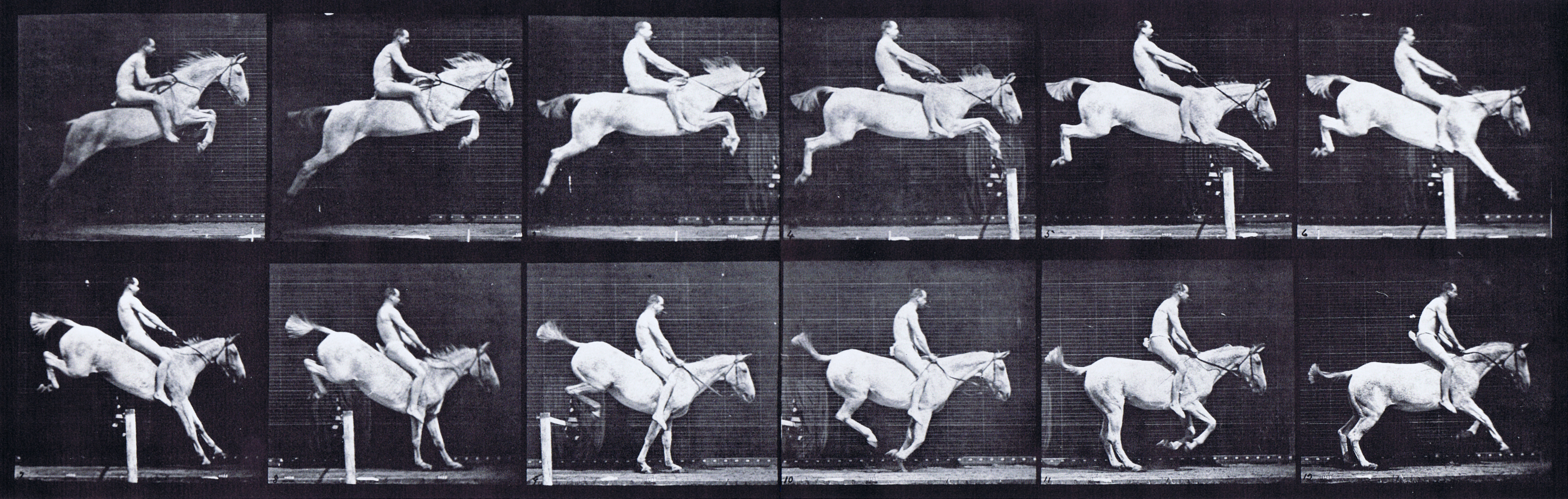 large profile view of horse jumping hurdle with bareback nude male rider animation reference using muybridge plate 643 from animal locomotion