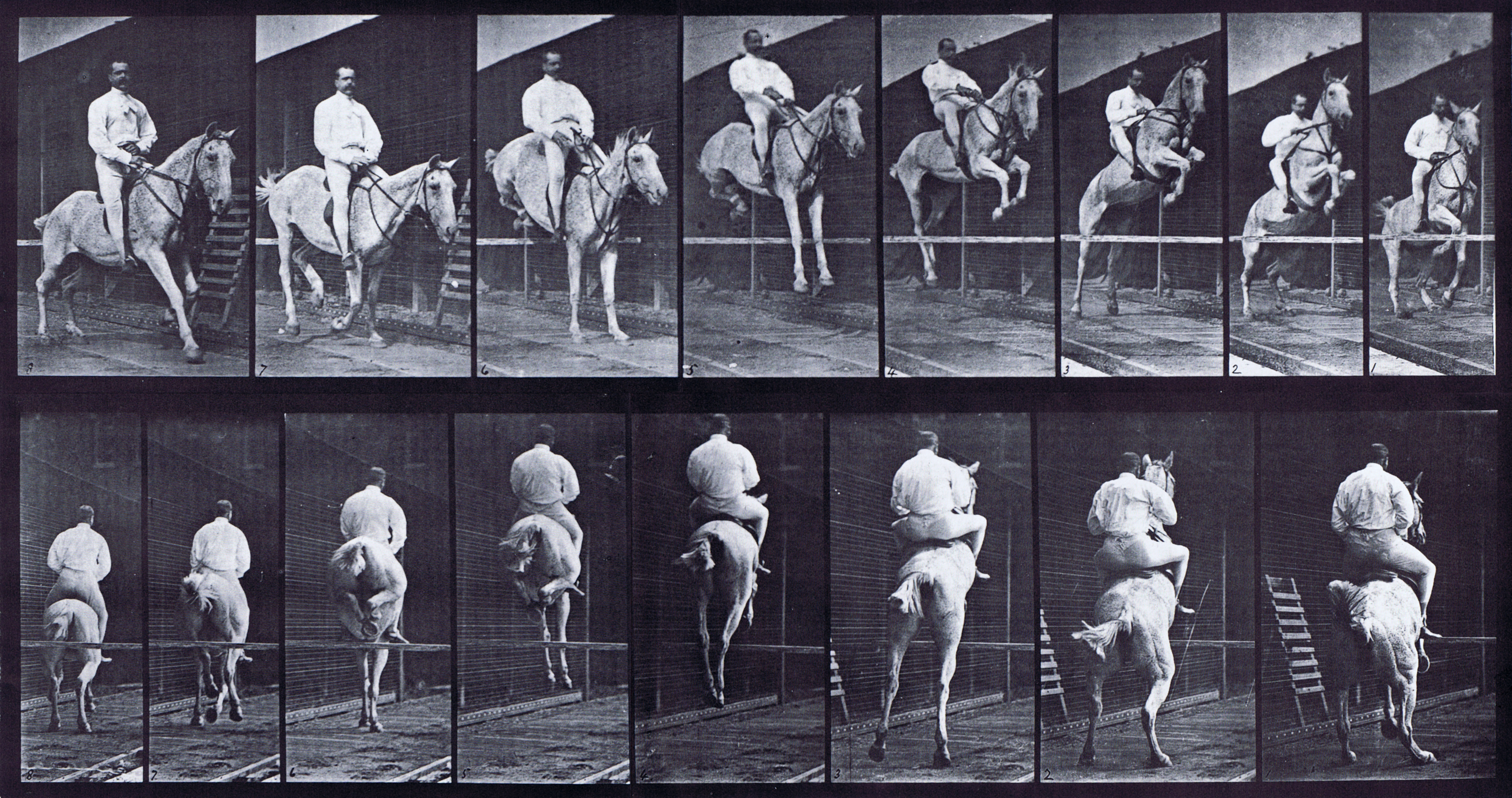 large front three-quarter and rear three-quarter views of horse jumping a hurdle with saddled clothed male rider animation reference using muybridge plate 645 from animal locomotion