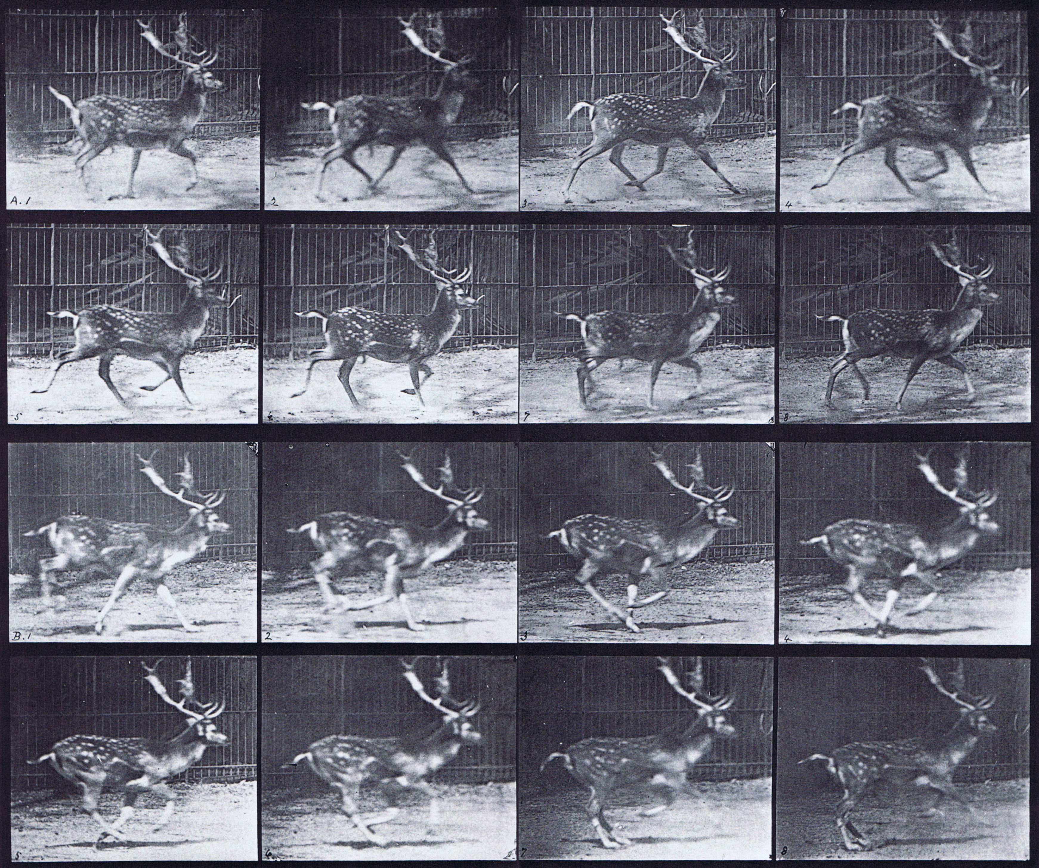 large profile views of fallow deer buck, a, trotting, b, galloping animation reference using muybridge plate 682 from animal locomotion