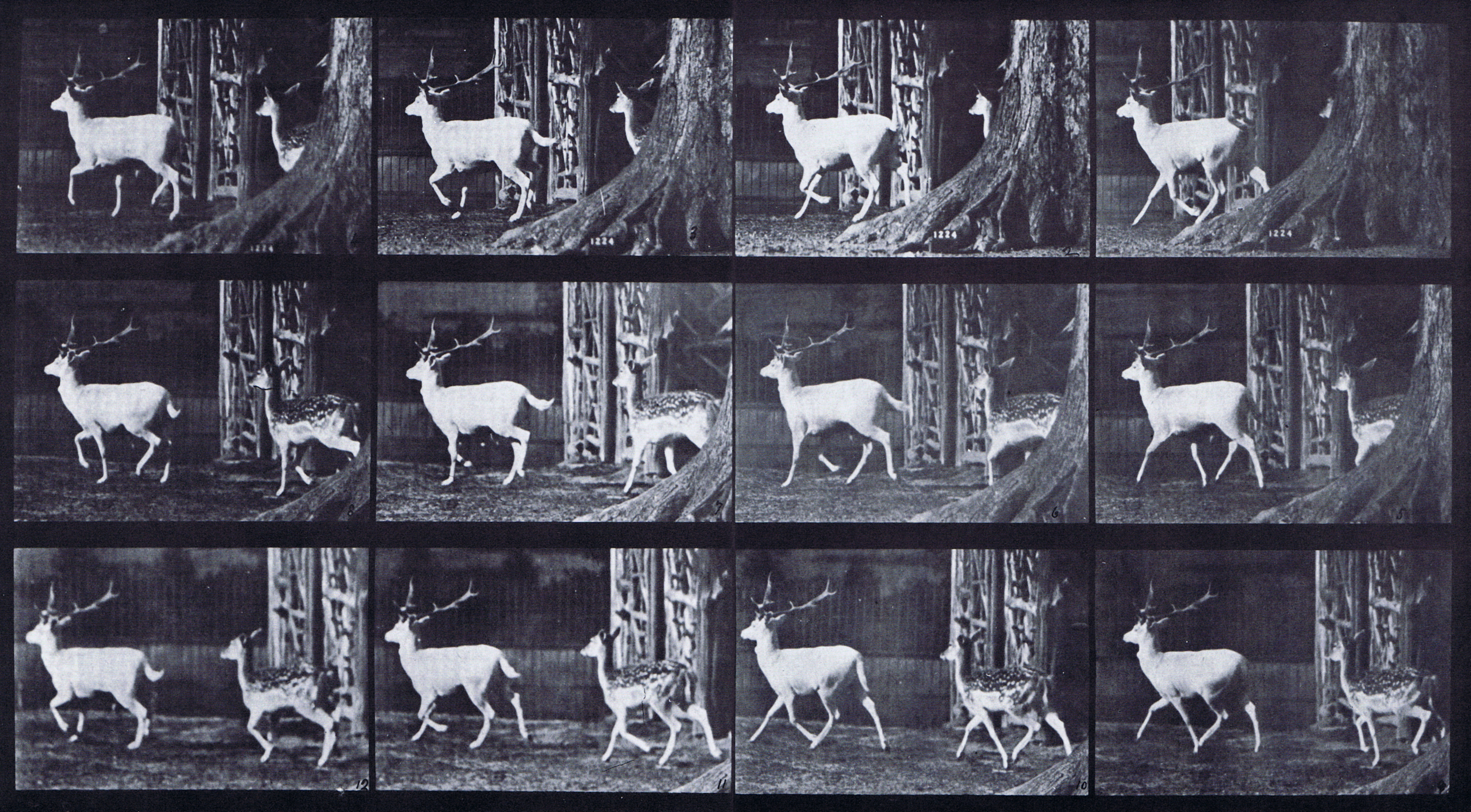 large rear three-quarter view of fallow deer buck and doe trotting animation reference using muybridge plate 685 from animal locomotion