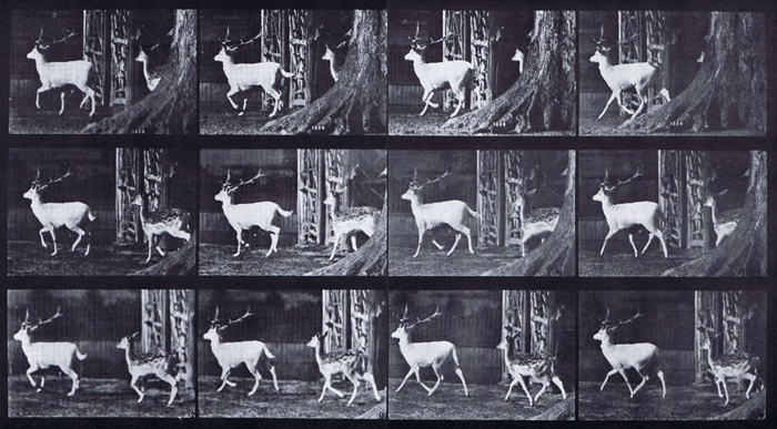 Rear three-quarter view of fallow deer buck and doe trotting animation reference using muybridge plate 685 from animal locomotion