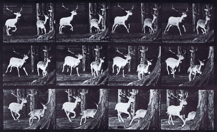 Front three-quarter view of fallow deer buck and doe galloping animation reference using muybridge plate 686 from animal locomotion
