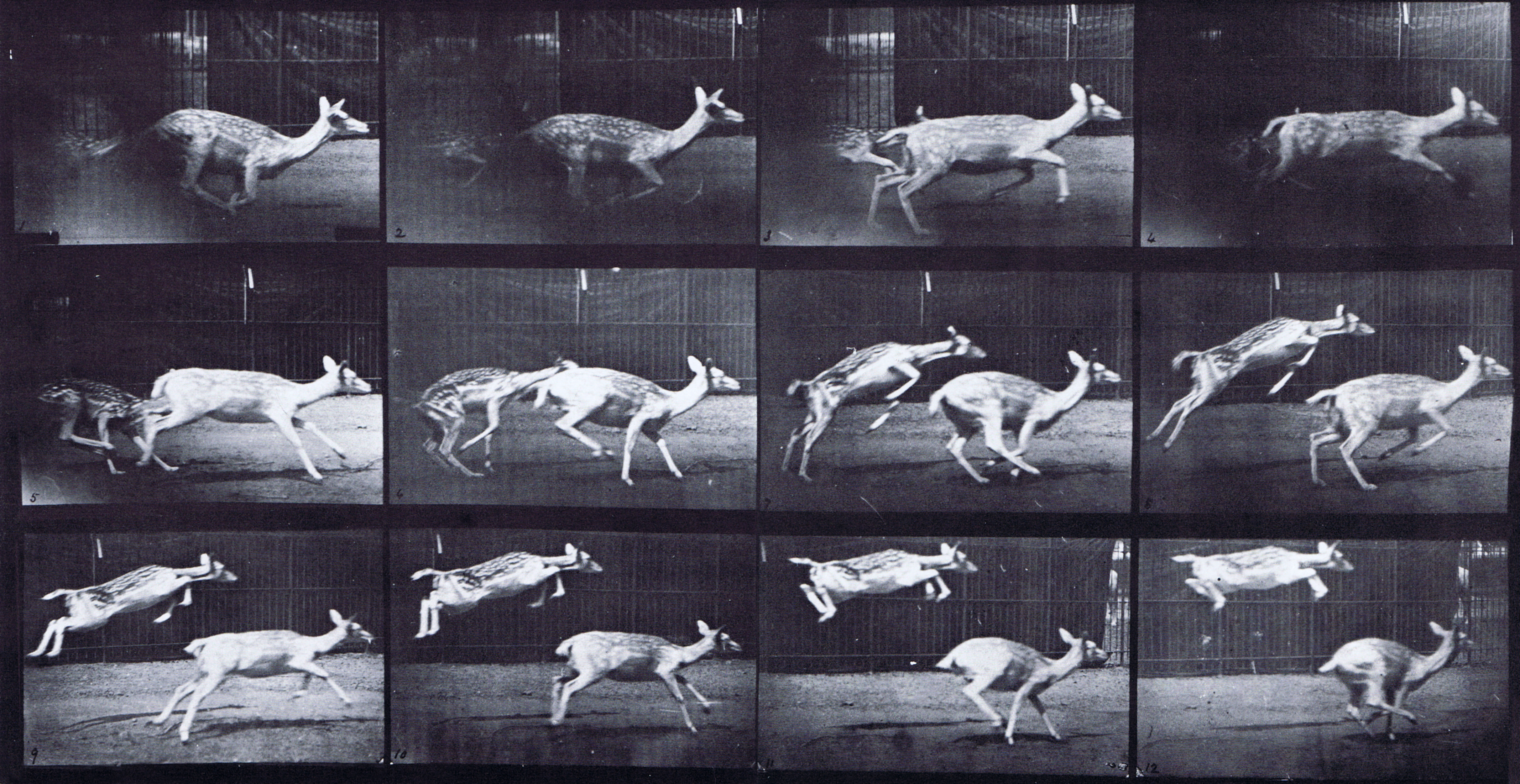 large profile view of fallow deer doe galloping with kid jumping behind animation reference using muybridge plate 691 from animal locomotion