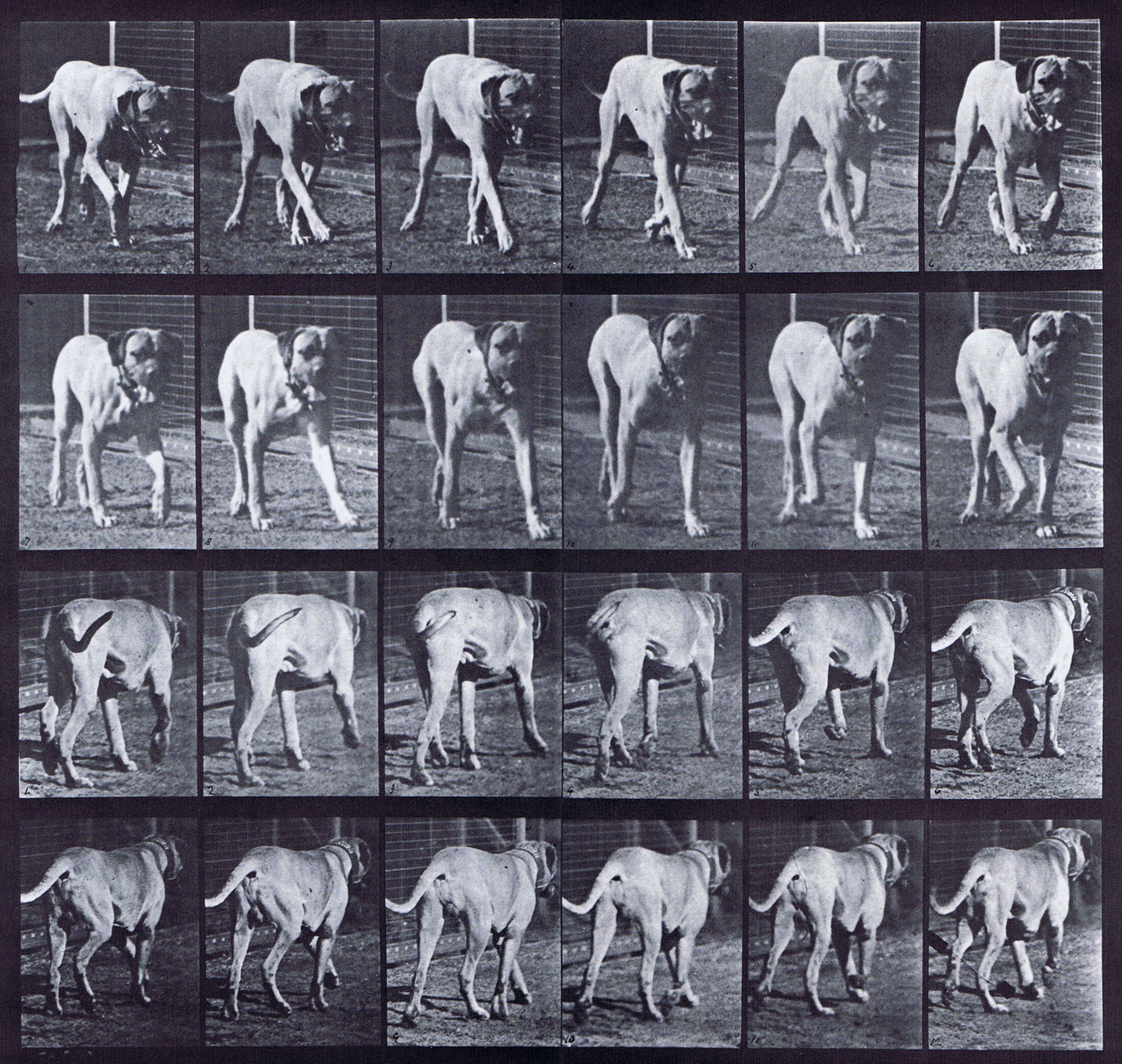 large front three-quarter and rear three-quarter views of dog walking animation reference using muybridge plate 705 from animal locomotion