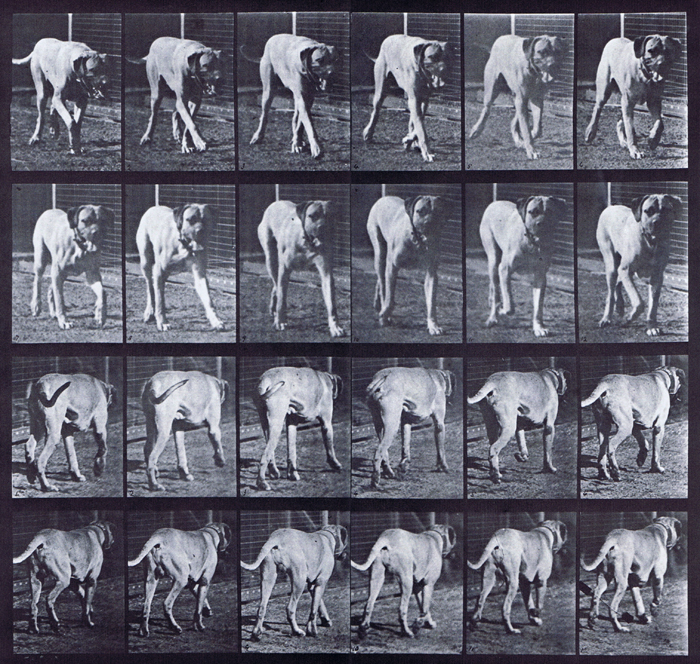 Front three-quarter and rear three-quarter views of dog walking animation reference using muybridge plate 705 from animal locomotion
