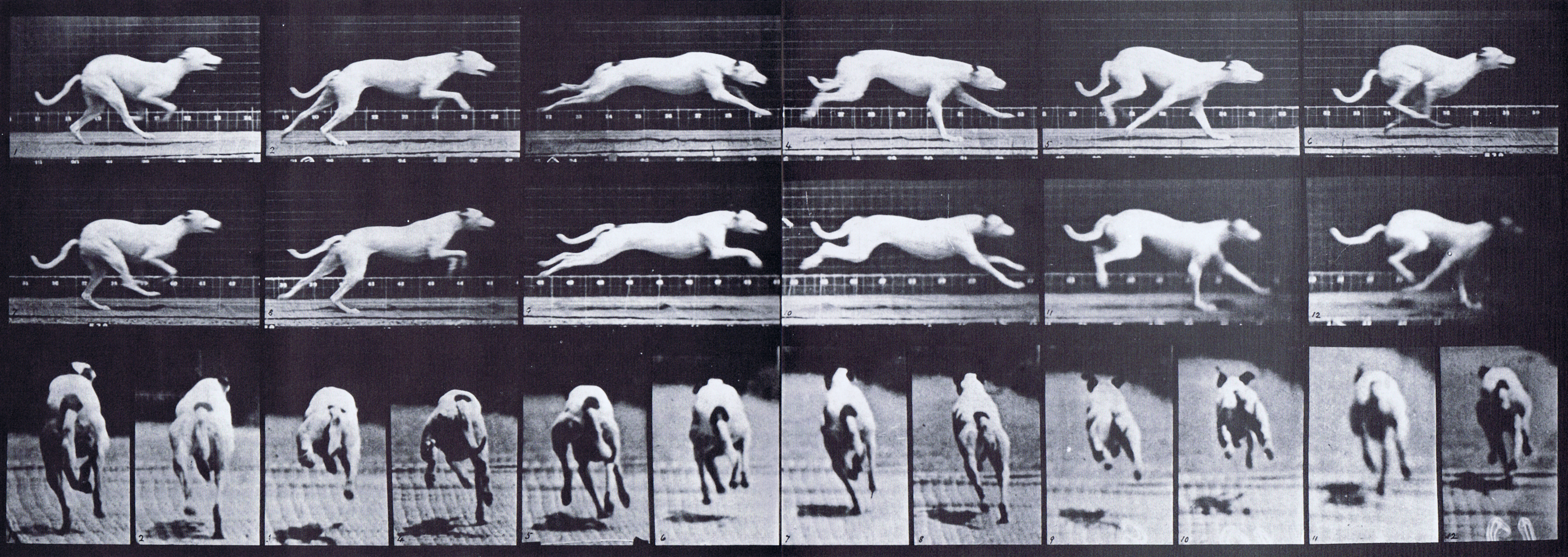 large profile and rear views of dog galloping animation reference using muybridge plate 709 from animal locomotion