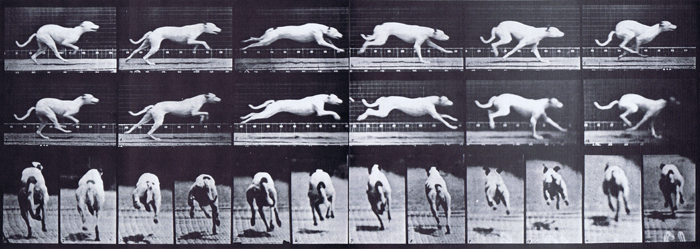 Profile and rear views of dog galloping animation reference using muybridge plate 709 from animal locomotion