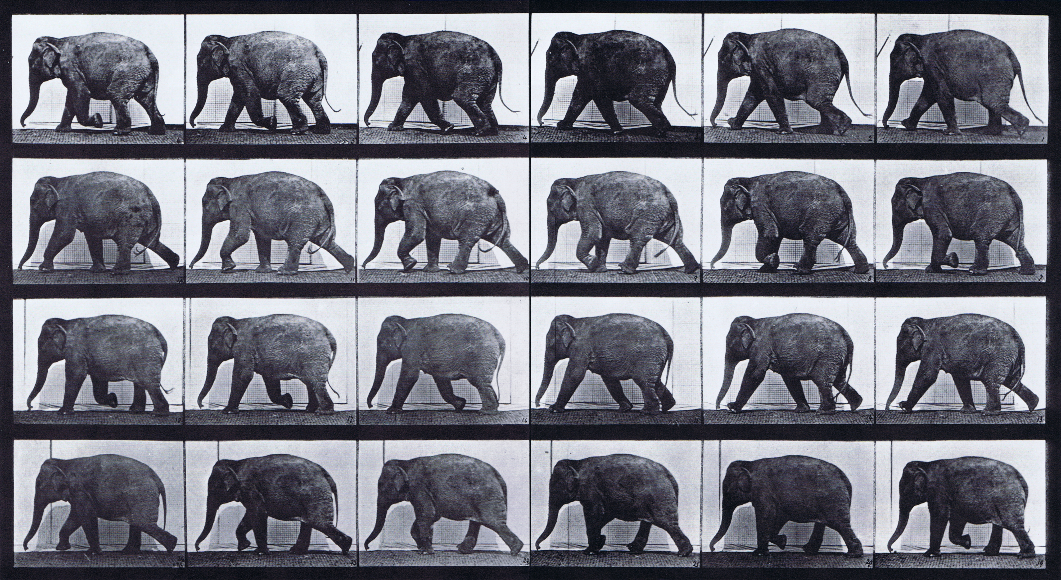 large profile view of elephant walking animation reference using muybridge plate 733 from animal locomotion