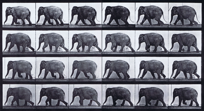 Profile view of elephant walking animation reference using muybridge plate 733 from animal locomotion