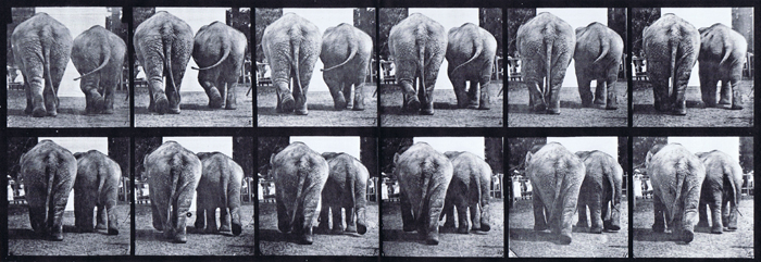 Rear view of two elephants walking animation reference using muybridge plate 735 from animal locomotion