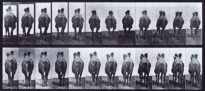Rear views of bactrain camel, a, walking, b, racking animation reference using muybridge plate 741 from animal locomotion