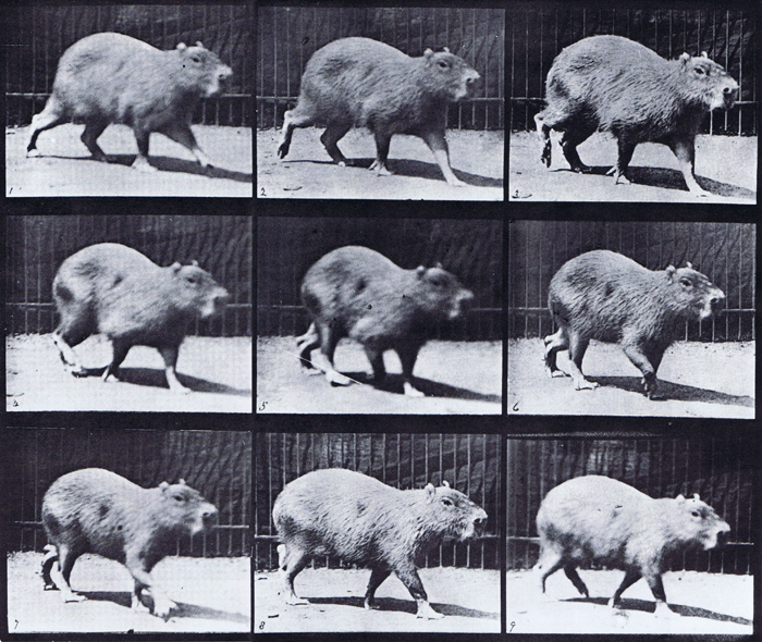 Front three-quarter view of capybara looping walkcycle animation reference using muybridge plate 746 from animal locomotion