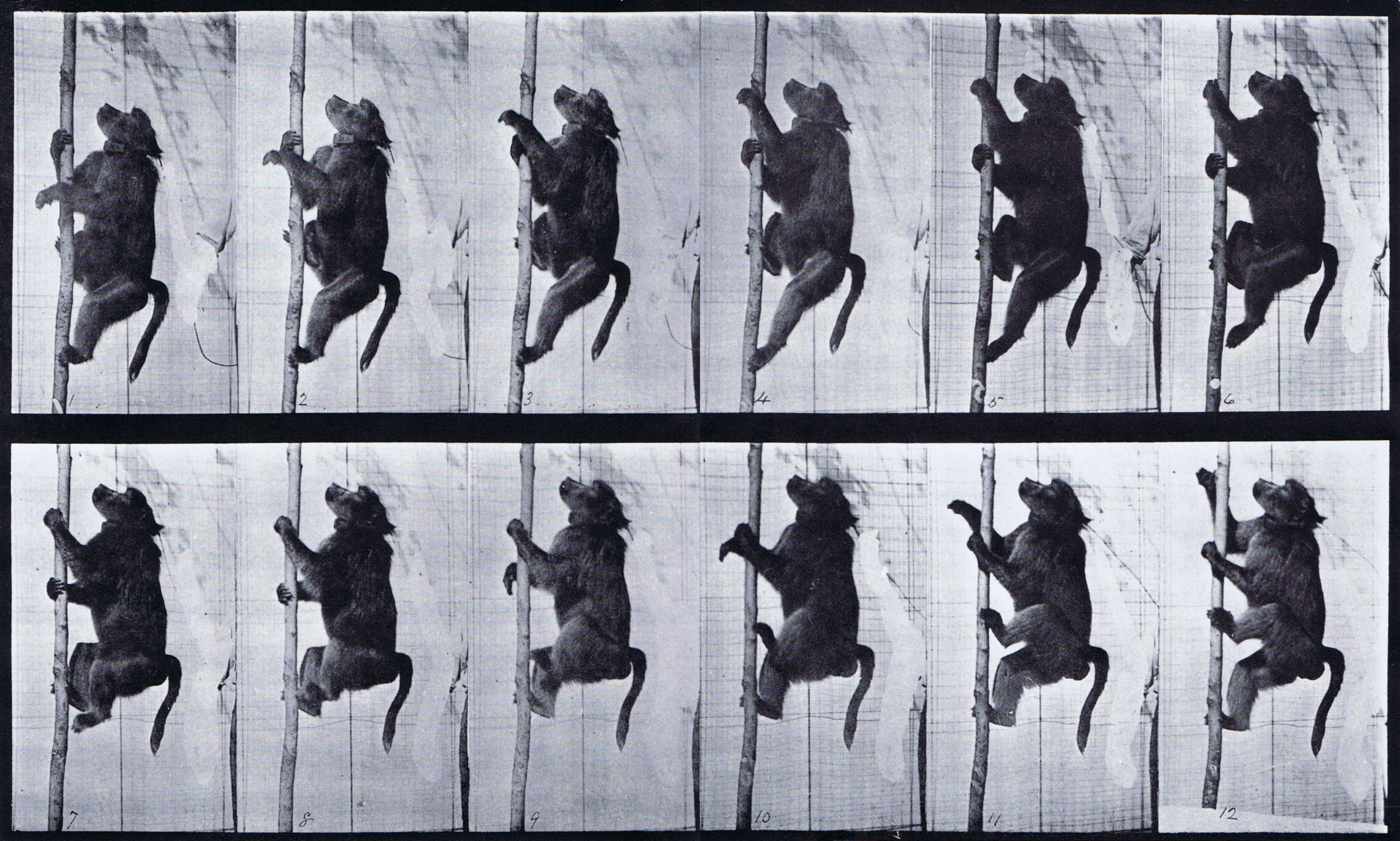 large profile view of baboon climbing a pole animation reference using muybridge plate 749 from animal locomotion