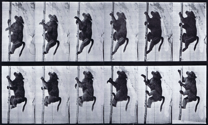 Profile view of baboon climbing a pole animation reference using muybridge plate 749 from animal locomotion