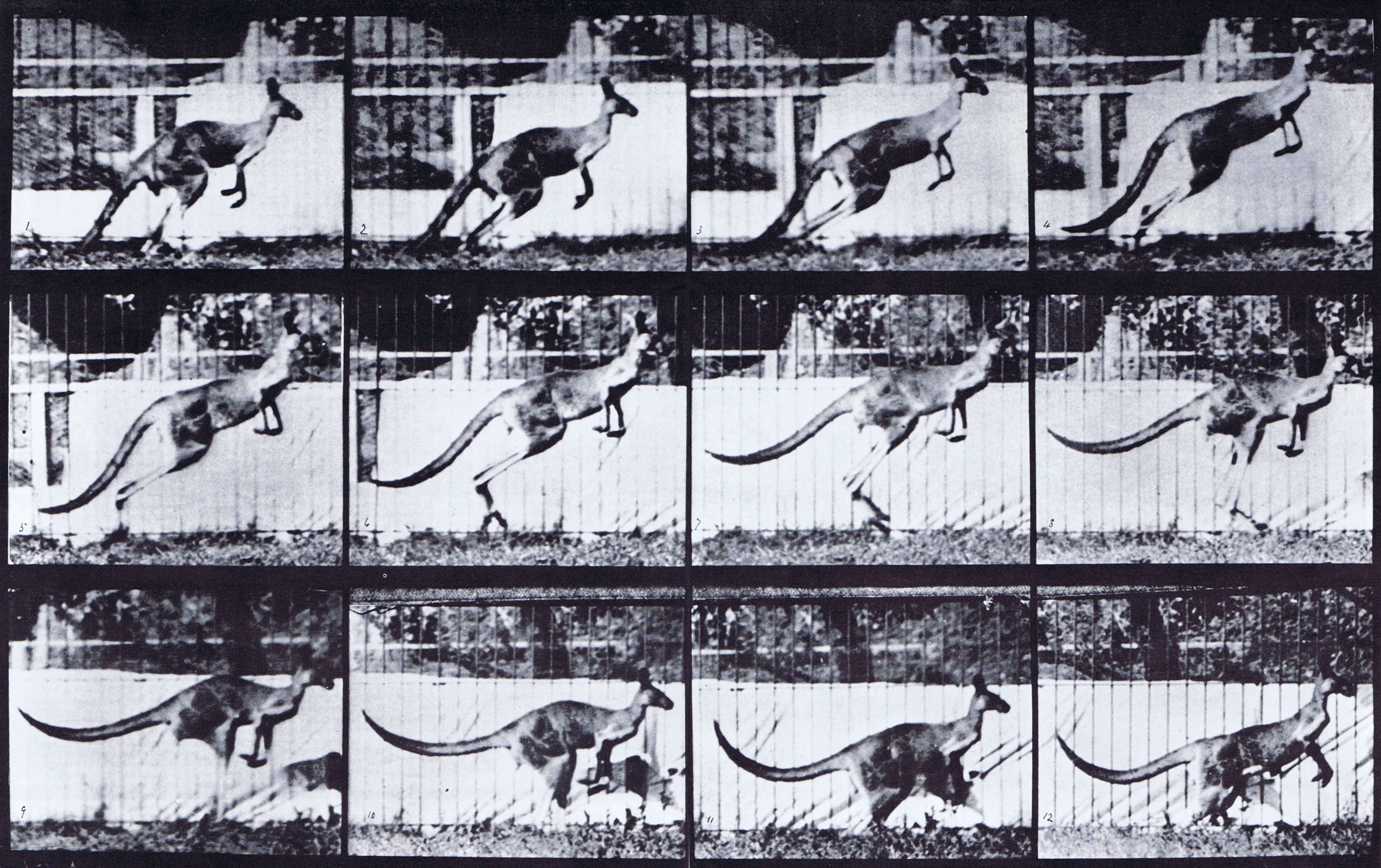 large profile view of kangaroo jumping animation reference using muybridge plate 752 from animal locomotion