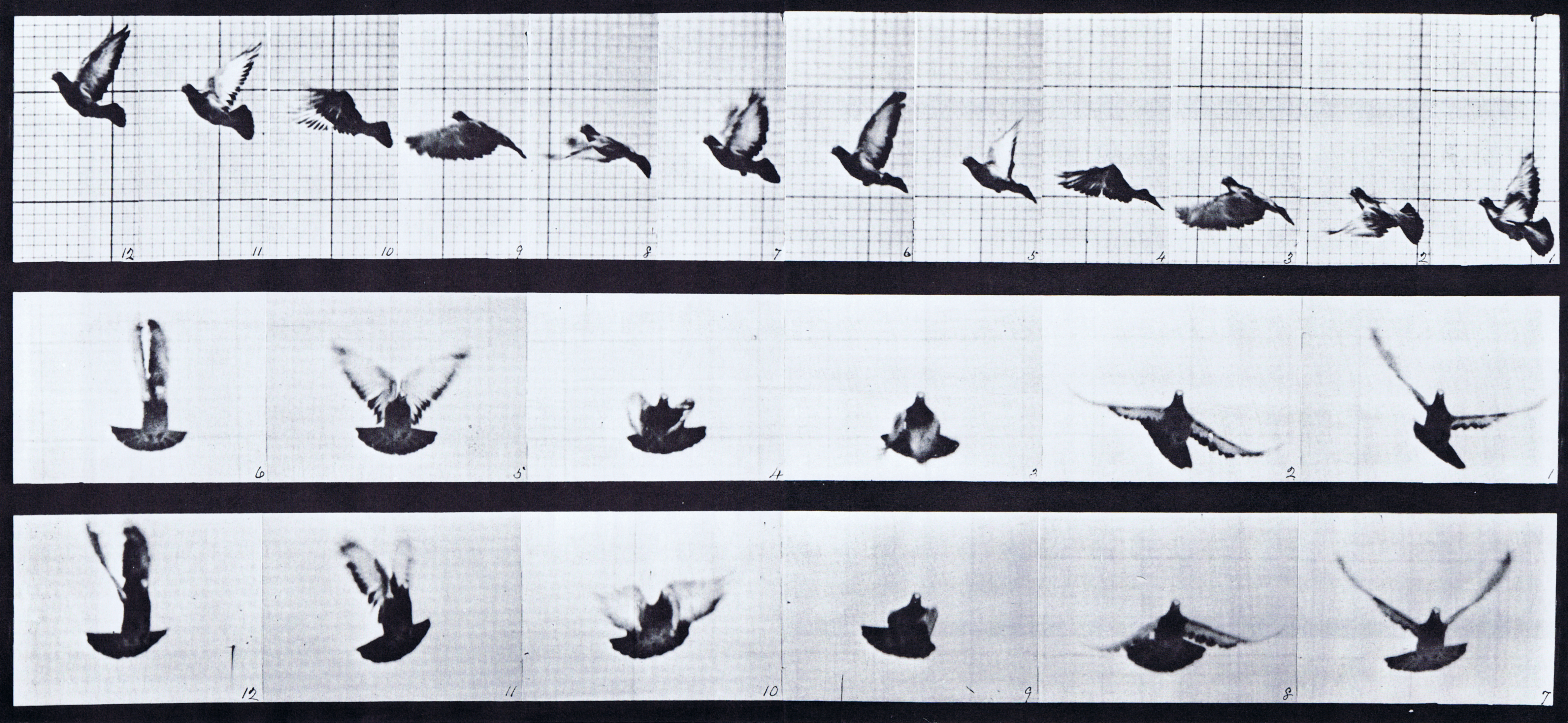 large profile and front views of pigeon flying animation reference using muybridge plate 755 from animal locomotion