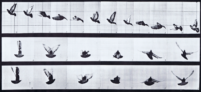 Profile and front views of pigeon flying animation reference using muybridge plate 755 from animal locomotion