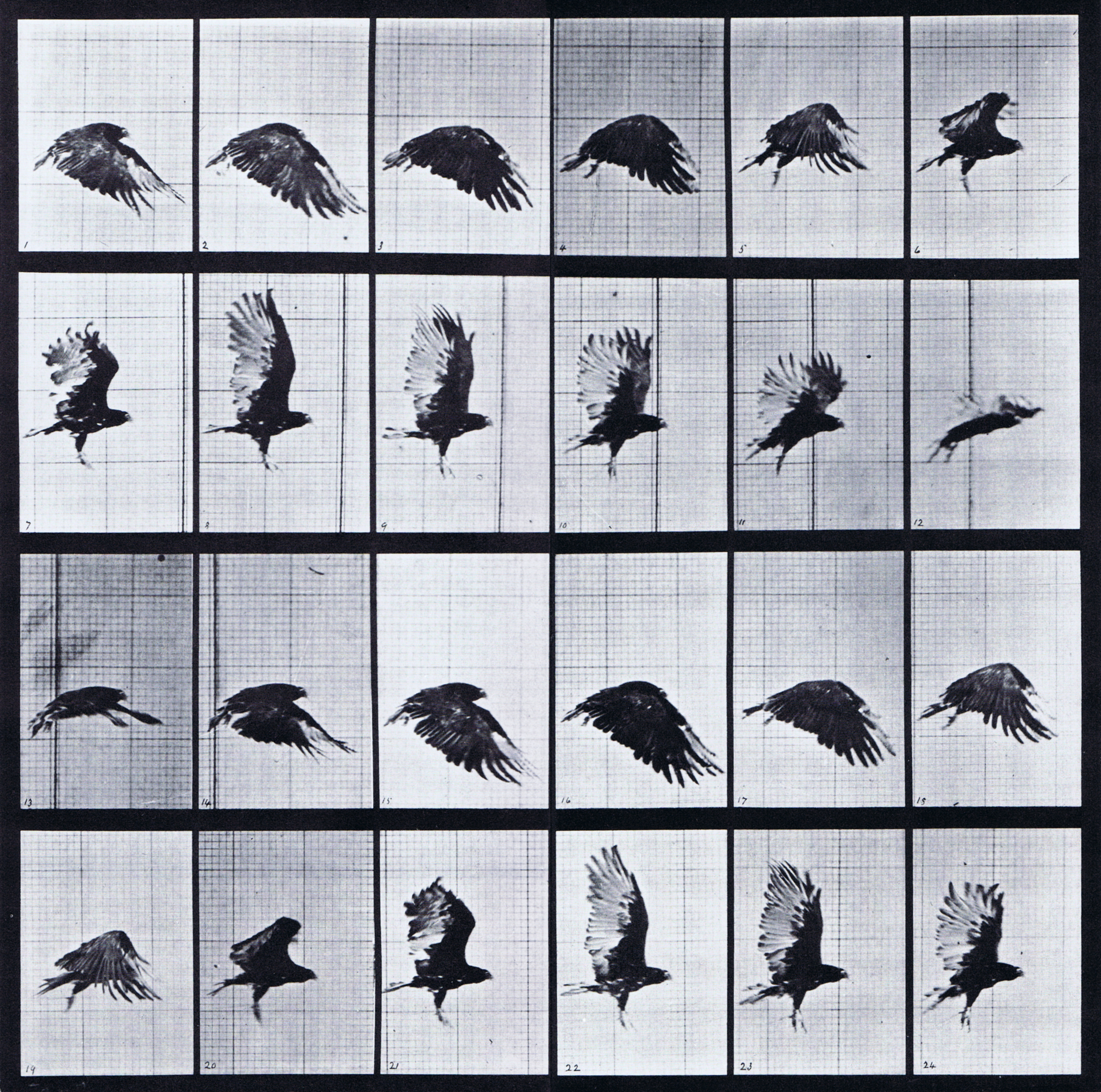 large profile view of looping vulture flight animation reference using muybridge plate 765 from animal locomotion