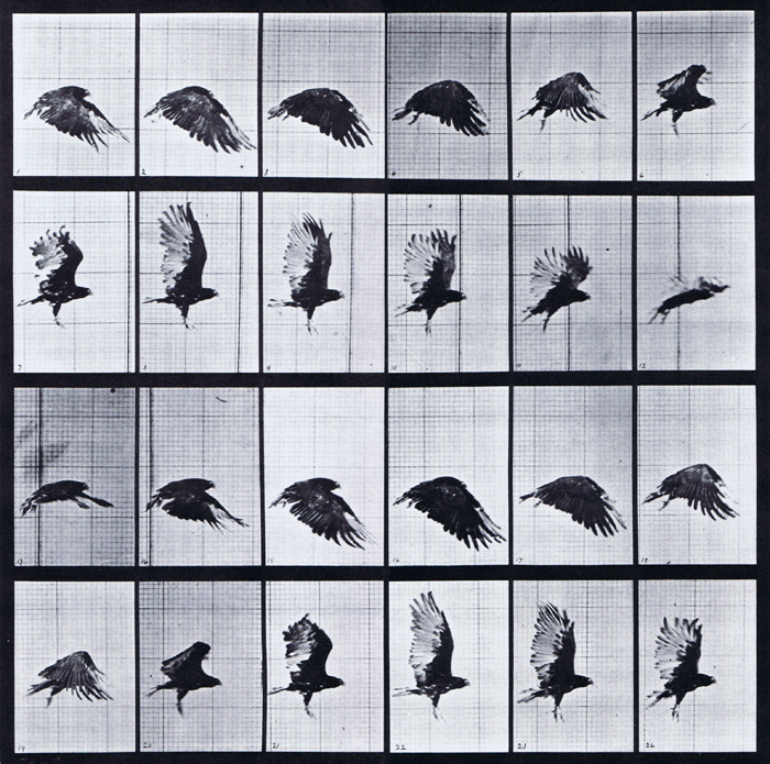 Profile view of looping vulture flight animation reference using muybridge plate 765 from animal locomotion