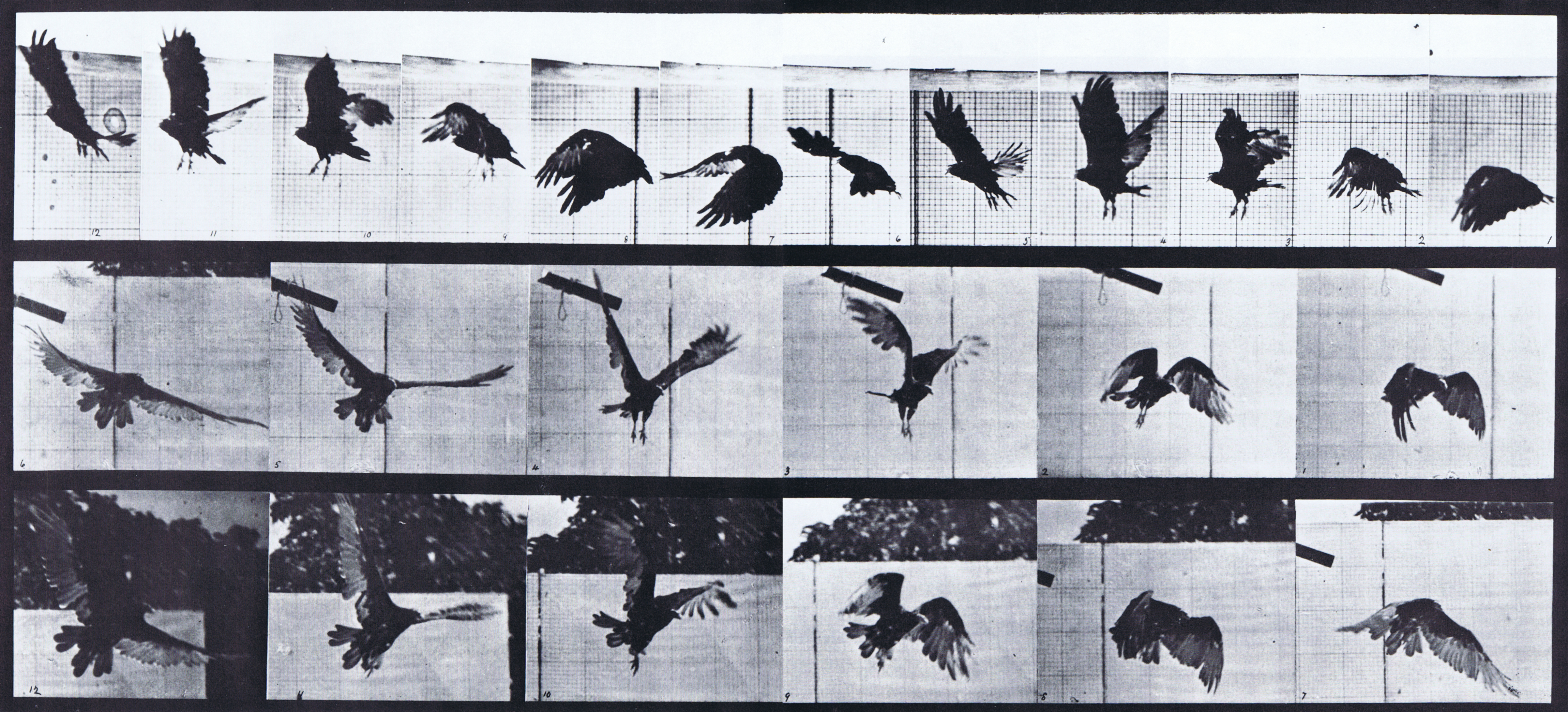 large profile and front three-quarter view of vulture flying animation reference using muybridge plate 767 from animal locomotion