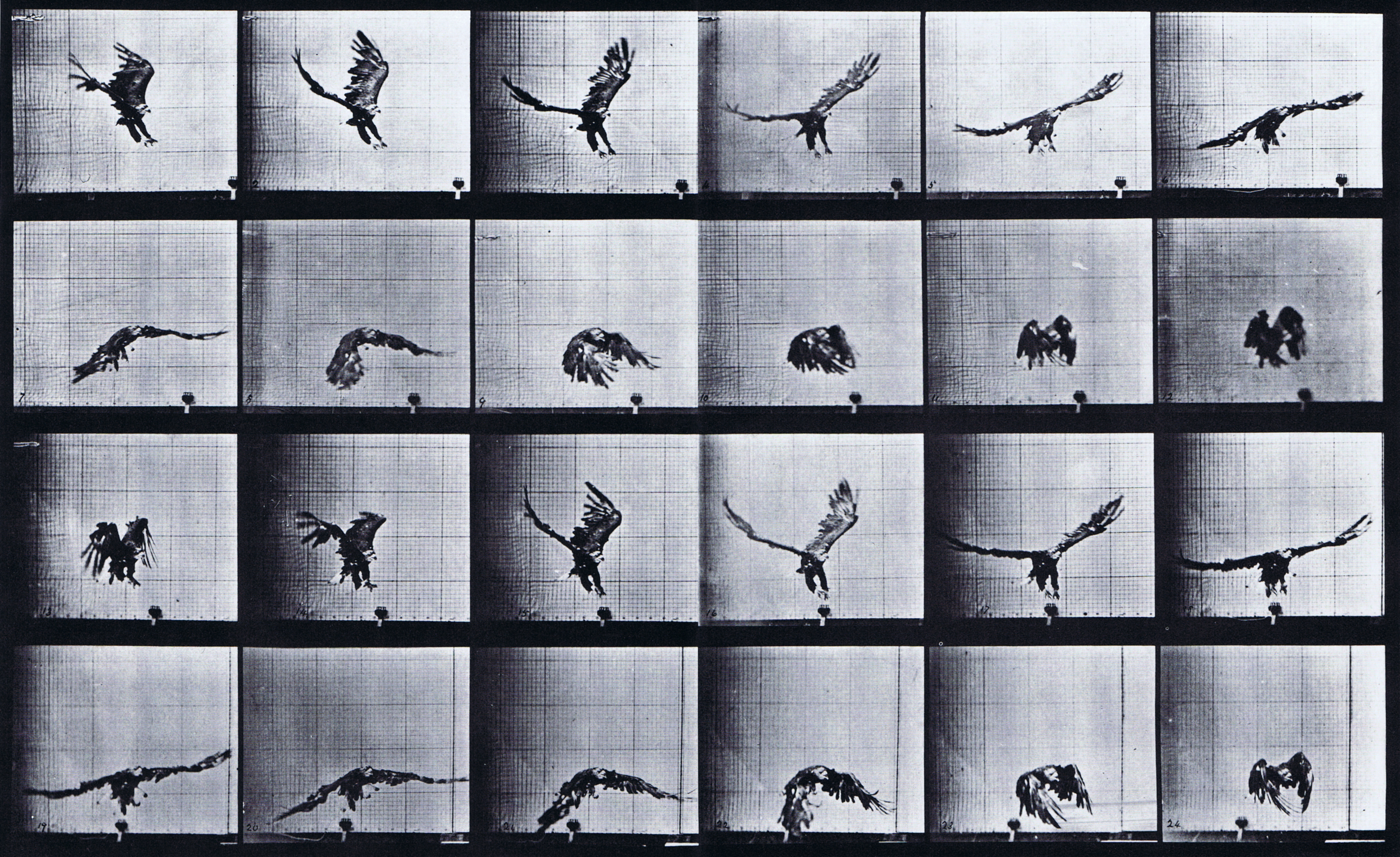 large front three-quarter view of american eagle flying near ground, feet out animation reference using muybridge plate 771 from animal locomotion