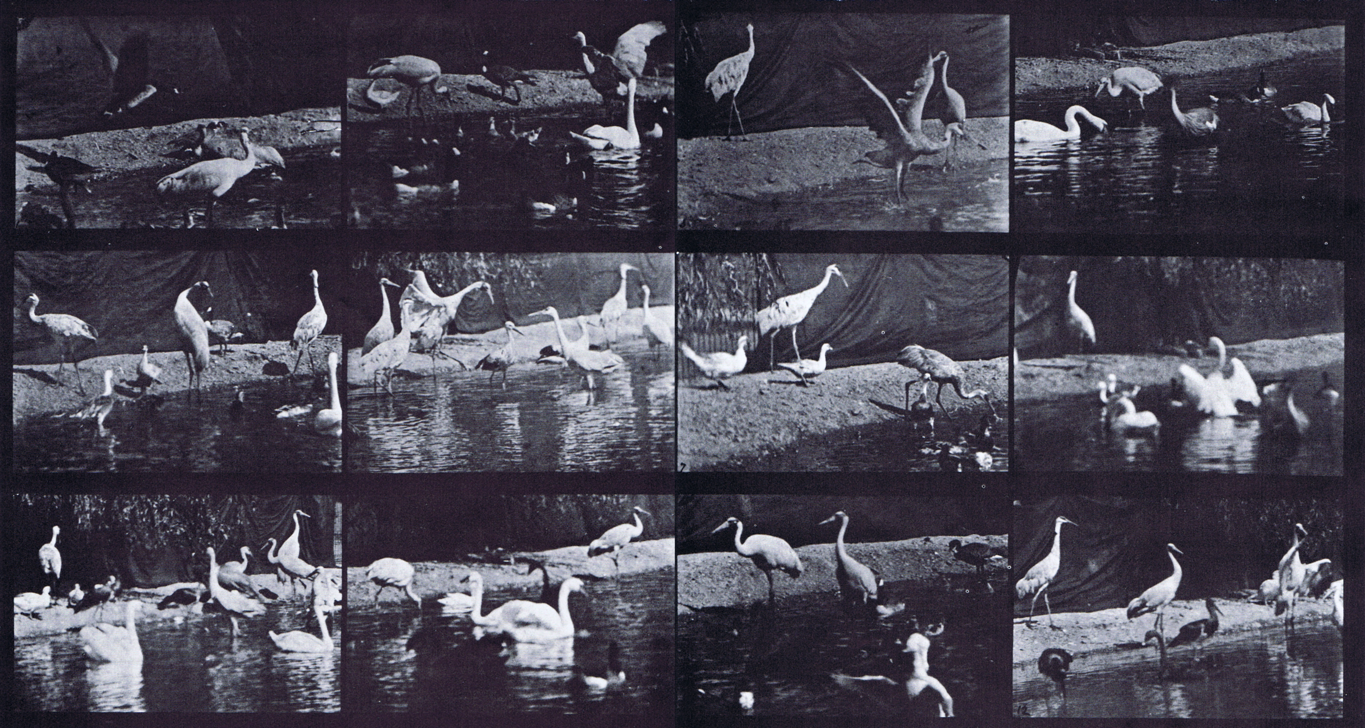 large three-quater view of swans, storks, and various other water fowl animation reference using muybridge plate 780 from animal locomotion