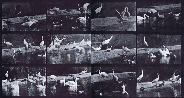 Three-quater view of swans, storks, and various other water fowl animation reference using muybridge plate 780 from animal locomotion