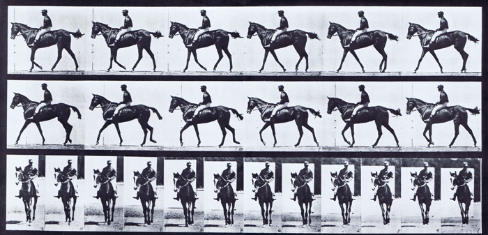 Profile and front views of horse walking with a saddled male rider animation reference using muybridge plate 580 from animal locomotion