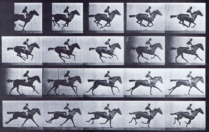 Profile view of looping horse galloping with a saddled clothed male rider animation reference using muybridge plate 627 from animal locomotion