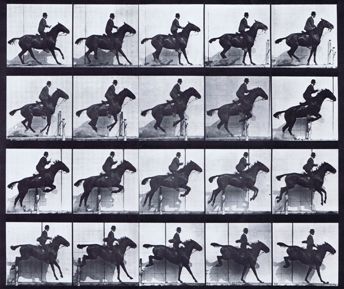 Profile view of horse jumping hurdle with saddled clothed male rider animation reference using muybridge plate 638 from animal locomotion