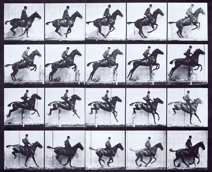 Profile view of horse jumping hurdle with saddled cothed male rider animation reference using muybridge plate 640 from animal locomotion
