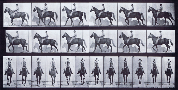 Profile and front views of horse walking with a lame right foot animation reference using muybridge plate 654 from animal locomotion