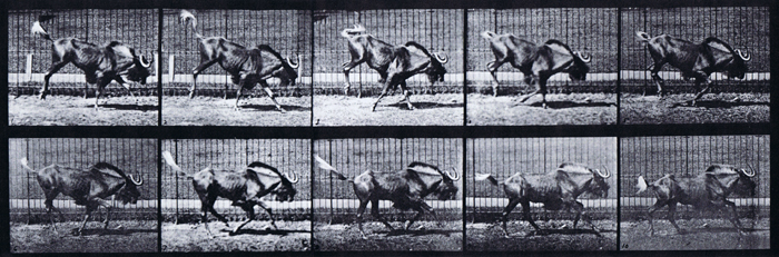 Profile view of gnu bucking and galloping animation reference using muybridge plate 702 from animal locomotion