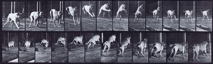 Front three-quarter, and rear three-quarter view of dog jumping over a hurdle animation reference using muybridge plate 712 from animal locomotion