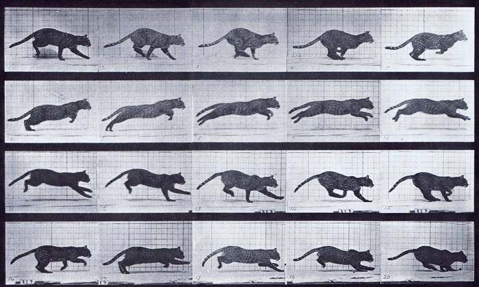 Profile view of cat galloping animation reference using muybridge plate 719 from animal locomotion