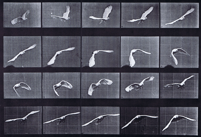 Front three-quarter view of cockatoo flying animation reference using muybridge plate 760 from animal locomotion